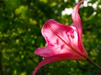 Close-up of pink lily blooming outdoors