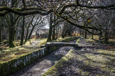 Footpath amidst trees in forest