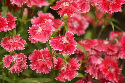 Close-up of red flowers