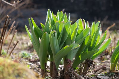 Close-up of flowering plant on land