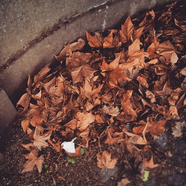 leaf, autumn, dry, change, leaves, season, high angle view, fallen, abundance, falling, messy, nature, day, large group of objects, outdoors, no people, aging process, ground, close-up, maple leaf