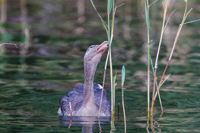 Bird swimming in lake