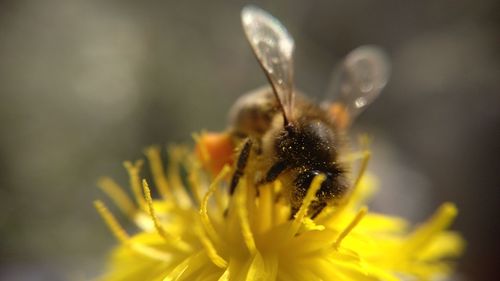 Close-up of insect on flower