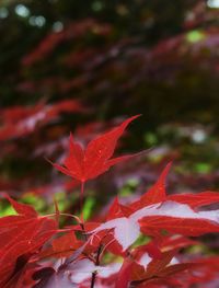 Close-up of red maple leaves