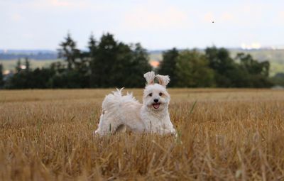 Dog running in field