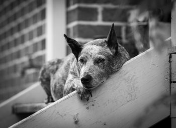 Portrait of dog relaxing on wood