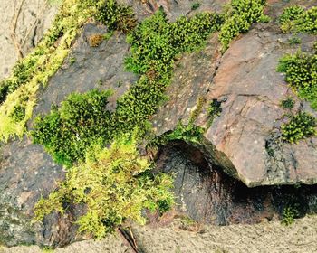 Plants growing on rocks