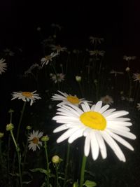 Close-up of white daisy flower on field