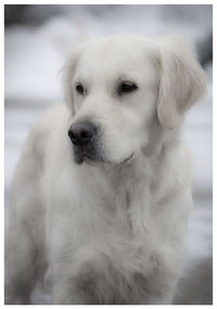 Close-up of dog looking away