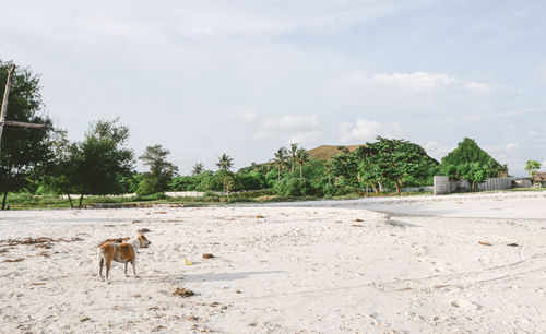 Side view of horses on beach against sky