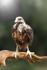 Close-up of owl perching on branch