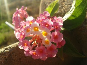 Close-up of pink flowers