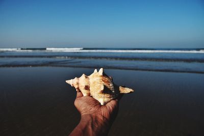 Close-up of hand holding crab on beach against clear sky