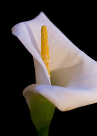 Close-up of yellow flower over black background