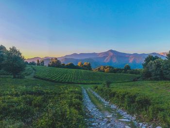 Scenic view of field against clear sky