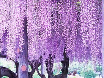 wisteria