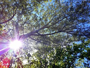 Low angle view of trees against bright sun