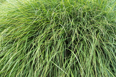 Full frame shot of fresh green field