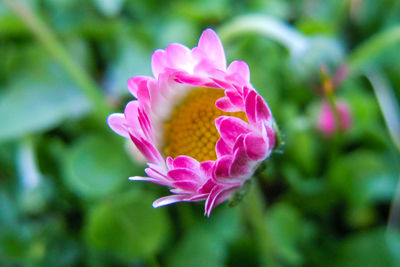 Close-up of pink flowering plant