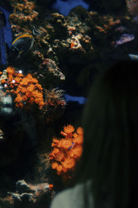 reef