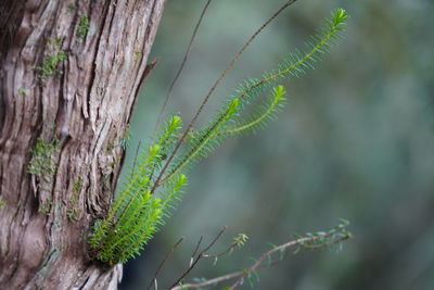 Close-up of lichen growing on tree