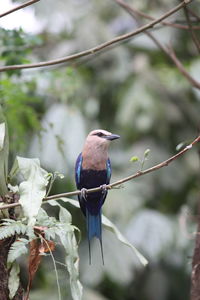 Close-up of bird perching on branch