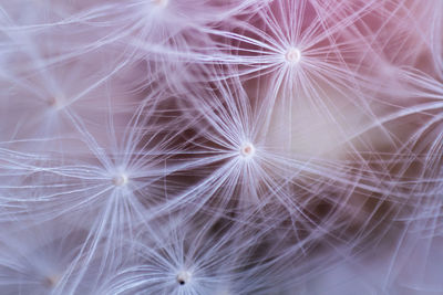 Full frame shot of dandelion flower