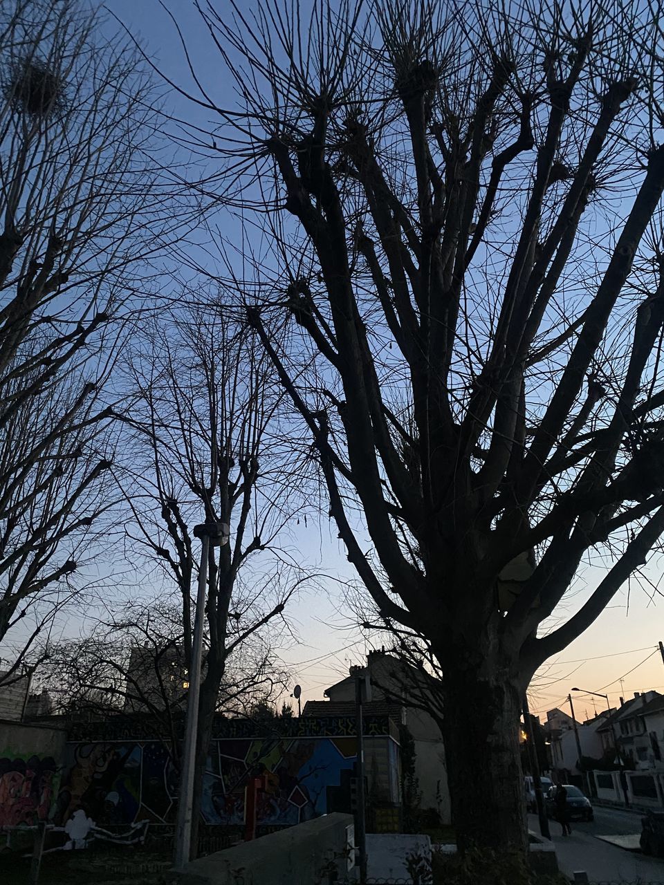 tree, plant, reflection, winter, architecture, built structure, branch, bare tree, building exterior, nature, sky, low angle view, no people, outdoors, building, day, city, darkness, silhouette