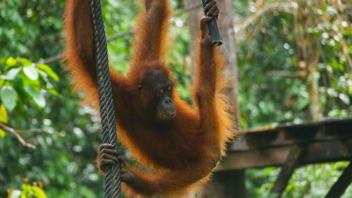 Close-up of monkey hanging on tree