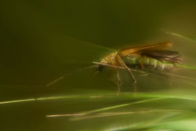 Close-up of insect on leaf