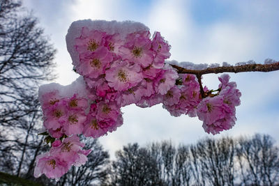 Close-up of pink cherry blossoms against sky