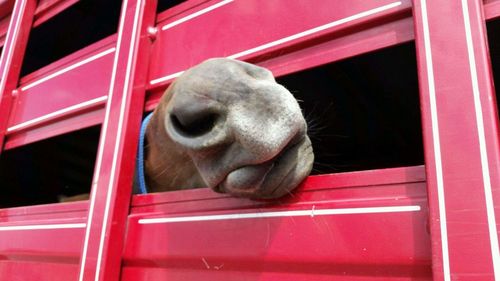 Close-up of horse