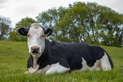 Portrait of cow on field