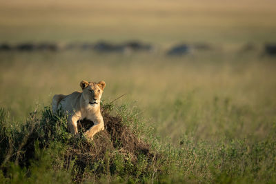 Big cat on grass