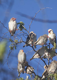 Bird perching on tree