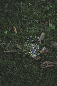 High angle view of plants growing on field