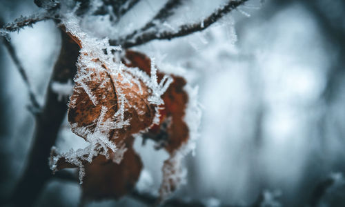 Close-up of icicles on branch