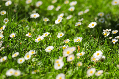 White daisy flowers on field