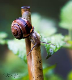 Close-up of snail on leaf