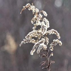 Close-up of white flowers