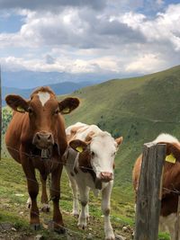 Cows on field against sky