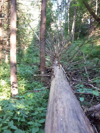 Trees growing in forest