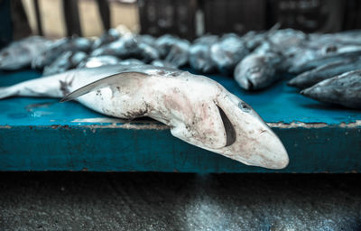 Close-up of fish for sale