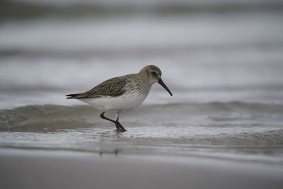 Bird perching on a beach