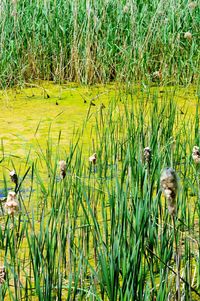Plants growing on grassy field