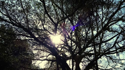 Low angle view of trees in forest