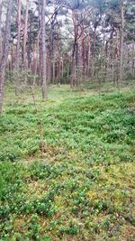 Trees on grassy field