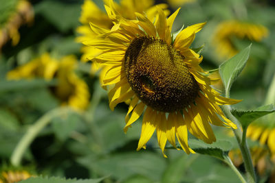 Close-up of sunflower