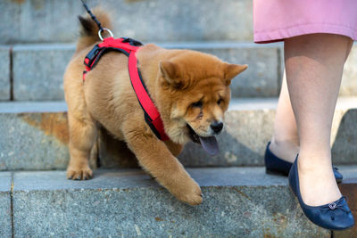 The lower part of a woman with a dog