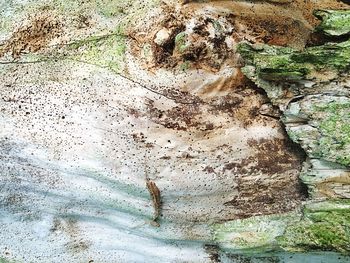 Close-up of rock on tree